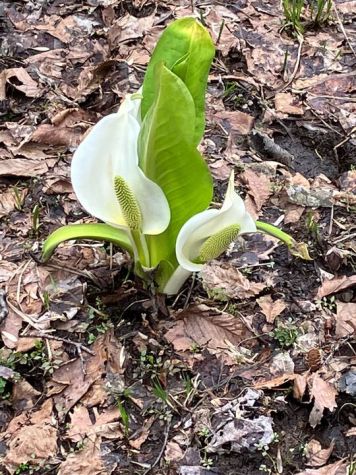森で咲いていた水芭蕉